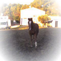 Photo #187450 de Alyphard