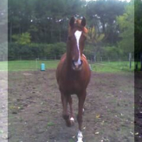 Photo #187453 de Alyphard