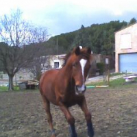 Photo #187454 de Alyphard