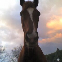 Photo #187457 de Alyphard