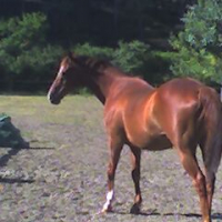 Photo #187459 de Alyphard