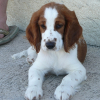 Photo #187483 de Dolli