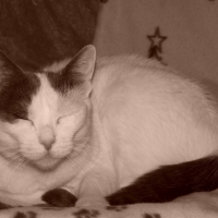 Photo #187484 de Leya