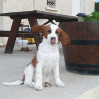 Photo #187493 de Dolli