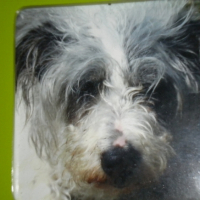 Photo #187501 de Truffe