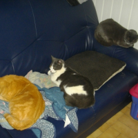 Photo #187526 de Bisouille