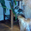 ma copine TINA et moi surveillons le petit chat