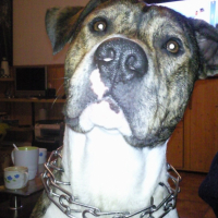 Photo #187588 de Cirka