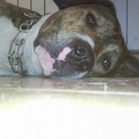 Photo #187595 de Cirka