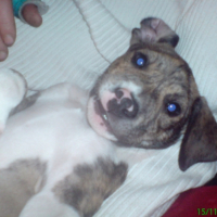 Photo #187601 de Cirka