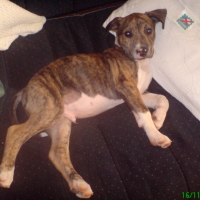 Photo #187607 de Cirka