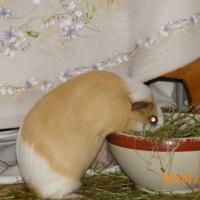 Photo #187610 de Doudou