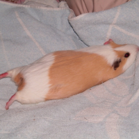 Photo #187624 de Doudou
