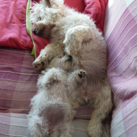 Photo #187640 de Puppy