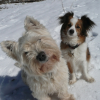 Photo #187646 de Puppy