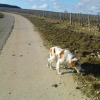 dans les vignes de Chablis