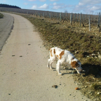 Photo #187654 de Nanouk