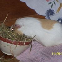 Photo #187661 de Doudou