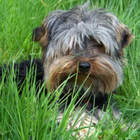 Cartoon dans l'herbe