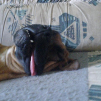Photo #187668 de Bouba
