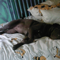 Photo #187724 de Baccara