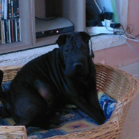 Photo #187726 de Baccara