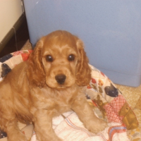 Photo #187732 de Altesse