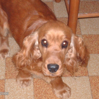 Photo #187735 de Altesse
