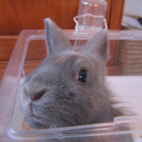 Photo #187758 de Acajou