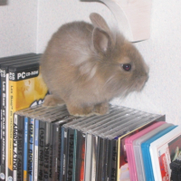 Photo #187762 de Acajou