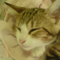 Photo #187769 de Cachou