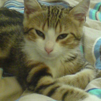 Photo #187774 de Cachou