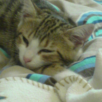 Photo #187777 de Cachou