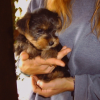 Photo #187826 de Belle
