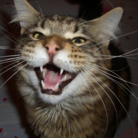 Photo #188027 de Clyde