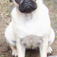 Photo #188037 de Chips