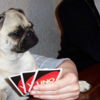 Photo #188046 de Chips
