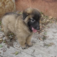 Photo #188082 de Les chiots de sidji