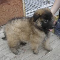 Photo #188086 de Les chiots de sidji