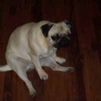 Photo #188092 de Chips