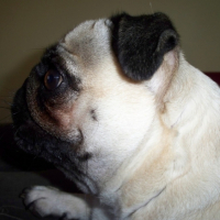 Photo #188094 de Chips