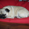 la sieste
