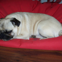 Photo #188099 de Chips