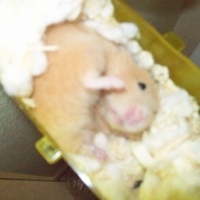 Photo #188143 de Sushi