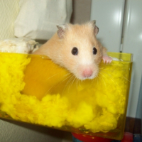 Photo #188145 de Sushi
