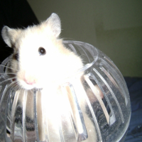 Photo #188149 de Sushi
