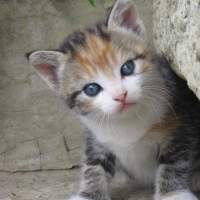 Photo #188154 de Lassie