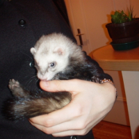 Photo #188236 de Neftis