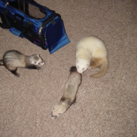 Photo #188239 de Neftis