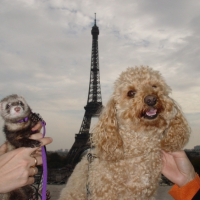 Photo #188242 de Neftis